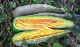 网红免费吃瓜地址,揭秘网红免费吃瓜背后的秘密地址大公开